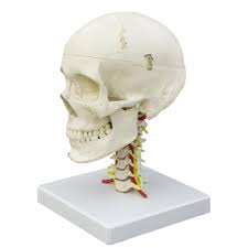 Image result for skull on cervical spine model