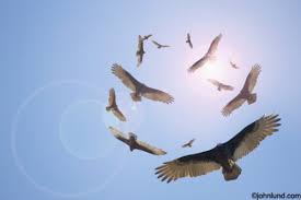 Image result for buzzards circling gif