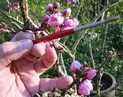peach blossoms hand pollination