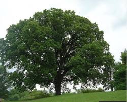 Image of درخت بلوط