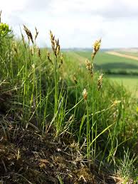 Carex praecox - Wikipedia
