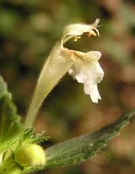 Galeopsis segetum - Wikipedia