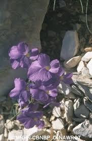 Viola cenisia L., 1763 - Violette du mont Cenis - Overview