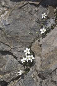 moehringia lebrunii flowers, ligurian alps, italy | Alpine flowers ...