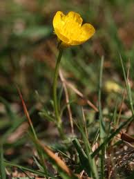 Ranunculus bulbosus - Wikipedia