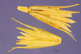 Plants Profile for Dasypyrum villosum (mosquitograss)