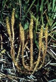 Selaginella selaginoides - Online Virtual Flora of Wisconsin