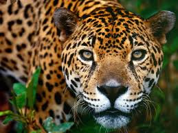 Predators of the Amazonas Images?q=tbn:ANd9GcTvRccUQyzxpNqmuu9iiuJgYLVpGC1D2lbN_vs5Rg0DRsX87lhL