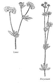 Sp. Alchemilla niphogeton - florae.it