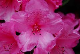 Résultat de recherche d'images pour "rhododendron anna rose whitney"