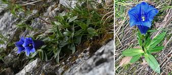 Habit of Gentiana clusii, growing on limestone rocks, Piatra ...