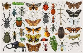 Image result for Entomology Studies