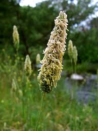 Poaceae - Wikipedia