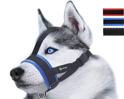 Strap muzzle for dogs