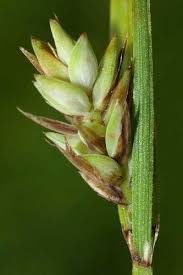 Carex buxbaumii - Online Virtual Flora of Wisconsin