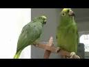 2 parrots singing and talking wendy <?=substr(md5('https://encrypted-tbn2.gstatic.com/images?q=tbn:ANd9GcTwPjqfnQyNe-2ai6Wh9r7BNHRq2Von4nae1F7gazSIzyYbvEG1rw8H_HVC'), 0, 7); ?>