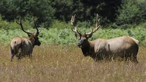 Man fined and banned from hunting after illegal killing of Roosevelt Elk near Chemainus