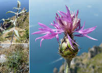Centaurea tenorei Guss. ex Lacaita - Portale della Flora d'Italia ...