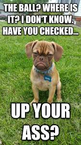Earl The Grumpy Puppy Is The Newest Cranky Internet Meme via Relatably.com