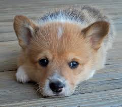 Image result for pictures of pembroke welsh corgi puppies