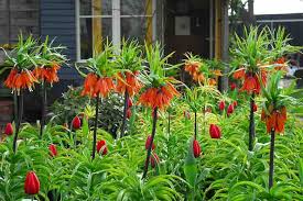 Fritillaria imperialis 'The Premier' (Crown Imperial)