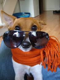 Image result for dogs wearing sunglasses