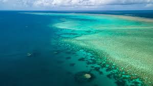 Discovery of Chlamydia-related Bacteria in Great Barrier Reef, according to Research