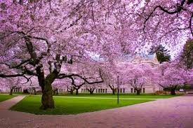 Image result for images of beautiful flowers in the world