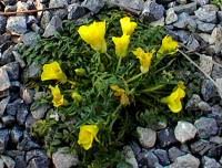 Alpines - Evergreen Alpines - Morisia monanthos