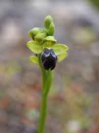 Ophrys fusca - Wikipedia