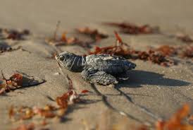 Image result for kemp's ridley sea turtle funny