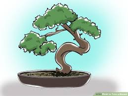 Image result for bonsai