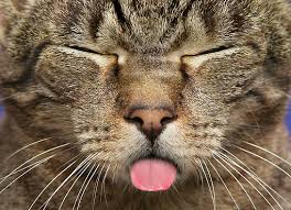 Image result for cats sticking tongue out