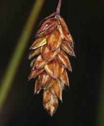 Carex limosa Calflora