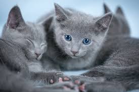 Hasil gambar untuk kucing Russian blue