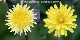Sonchus tenerrimus - Wikipedia
