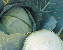 Image of Green Rise Hybrid Cabbage plant