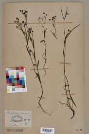 Bupleurum praealtum - Wikispecies