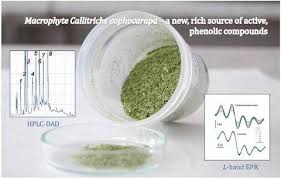 Callitriche cophocarpa — a new rich source of active phenolic ...