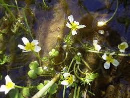 Ranunculus aquatilis - Wikipedia