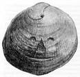 Image result for Carved Shell from the Reg Crag, England