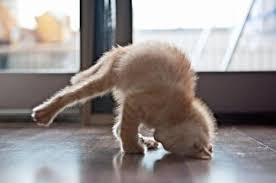 Bildergebnis für Katzen machen yoga animierte bilder lustig