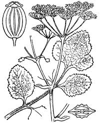 File:Pastinaca latifolia.jpg - Wikimedia Commons