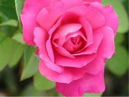 Resultado de imagen de rosas bonitas