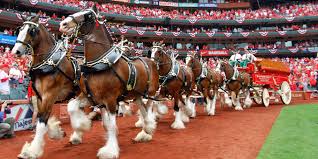 Image result for budweiser clydesdales pictures color