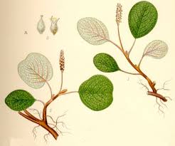 Salix reticulata - Wikipedia
